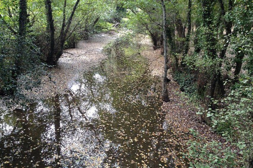 A forested area with a water body reflecting trees and leaves. 2