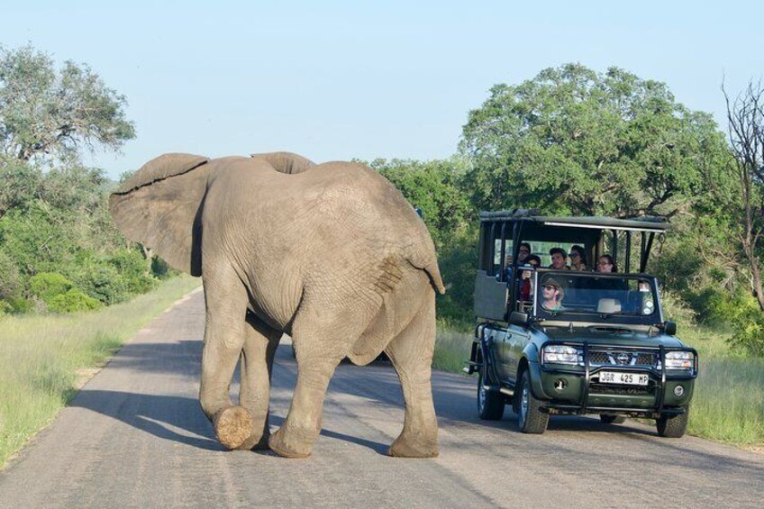 Big 5 Encounters in Kruger with Shinzelle Safaris