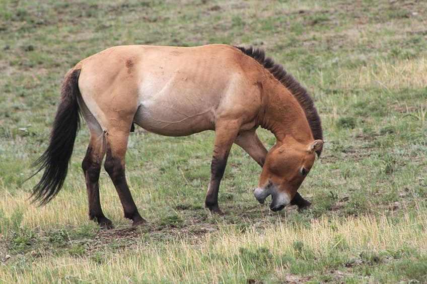 Een paard graast in een grasveld. 3