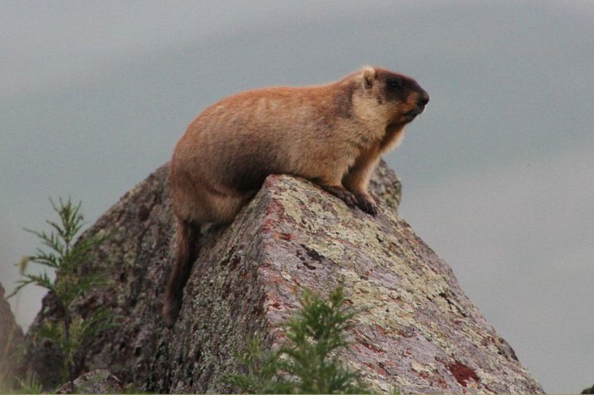 Een marmot op een rots met schaarse begroeiing. 5