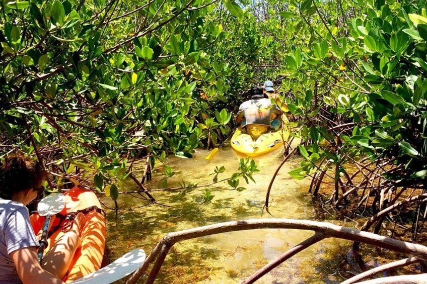 Une personne pratiquant le kayak dans une forêt de mangroves. 2