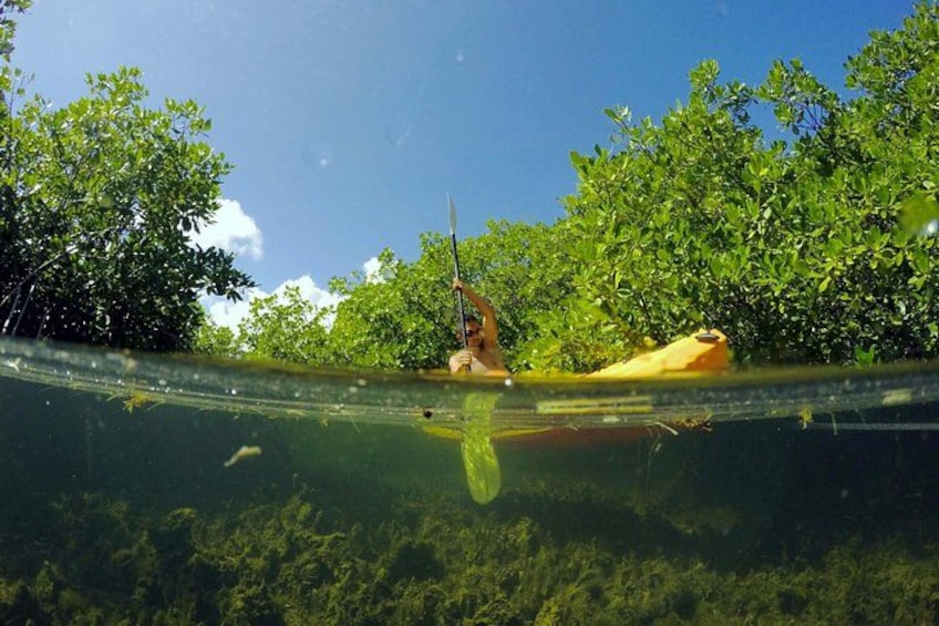 Close-up exploration of the mangrove lagoon ... 2