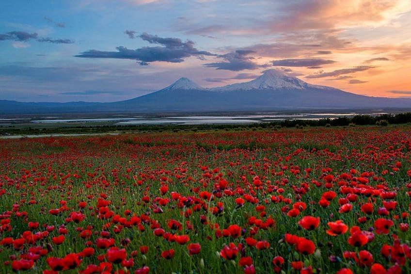 A field of red poppies with a mountain in the background. 3