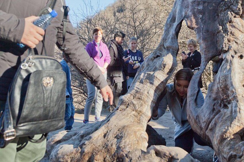 People examining a large tree trunk. 5