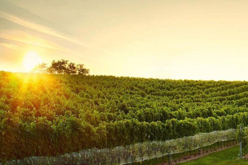 Great Wine Tour in Small Carpathian Hills 1