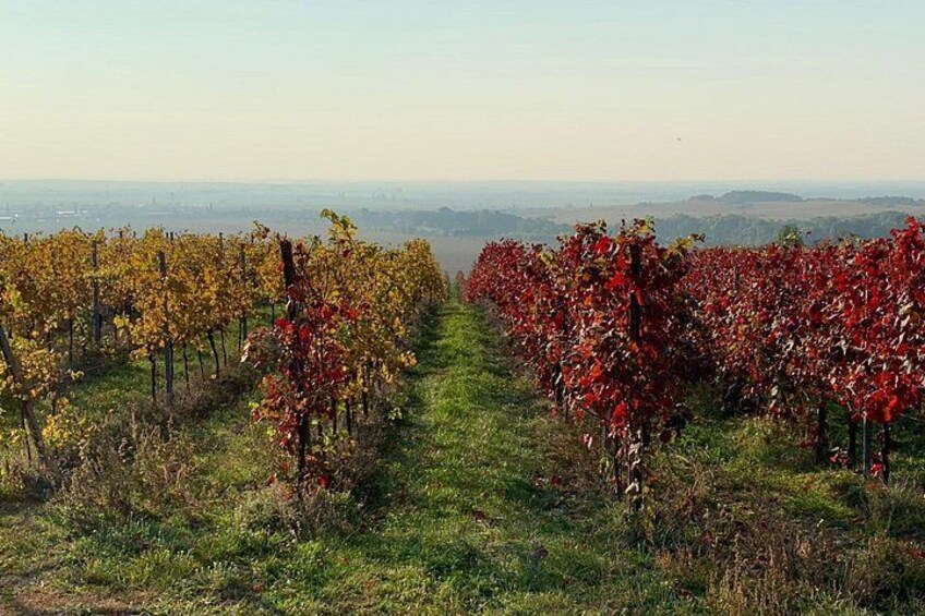 Great Wine Tour in Small Carpathian Hills 4