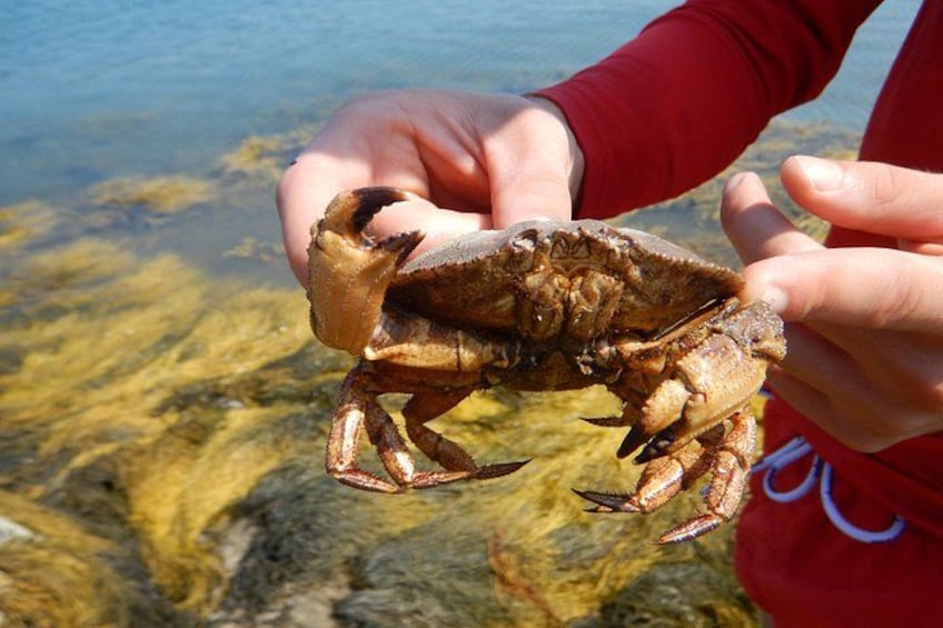 Iemand houdt een krab vast, met helder water op de achtergrond. 5