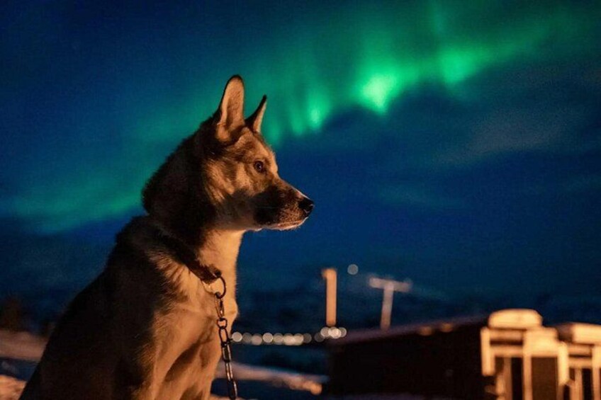 A dog sitting outdoors at night with the aurora borealis in the background. 5