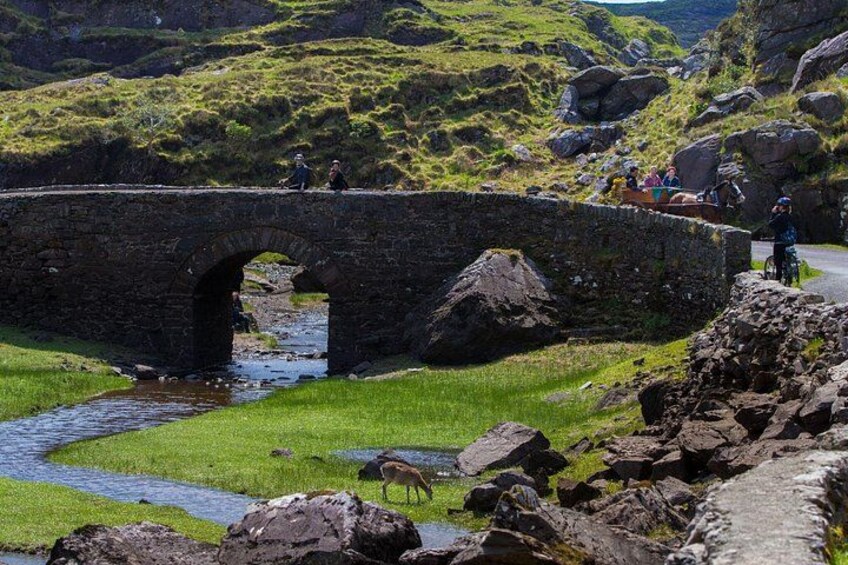 Gap of Dunloe - spot the Deer grazing. 3