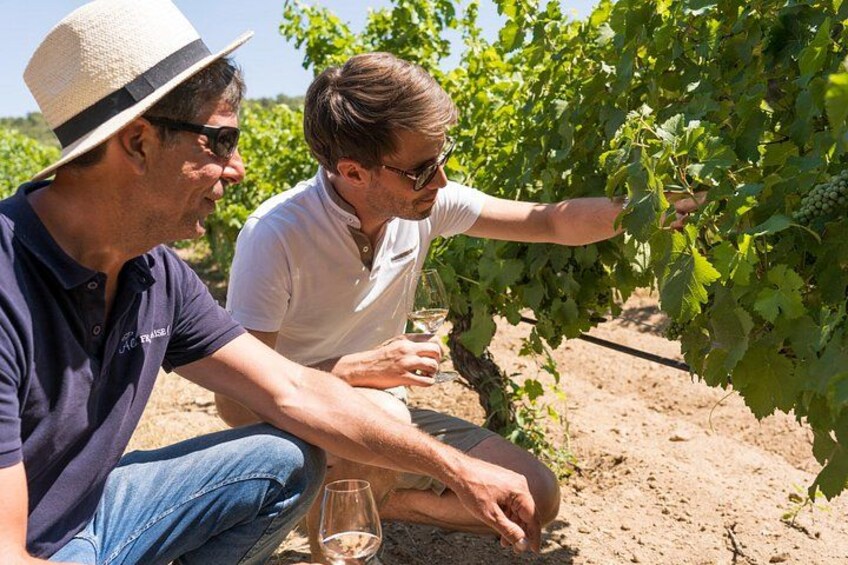 Bandol & Cassis Rosé Wine Tour from Marseille 1