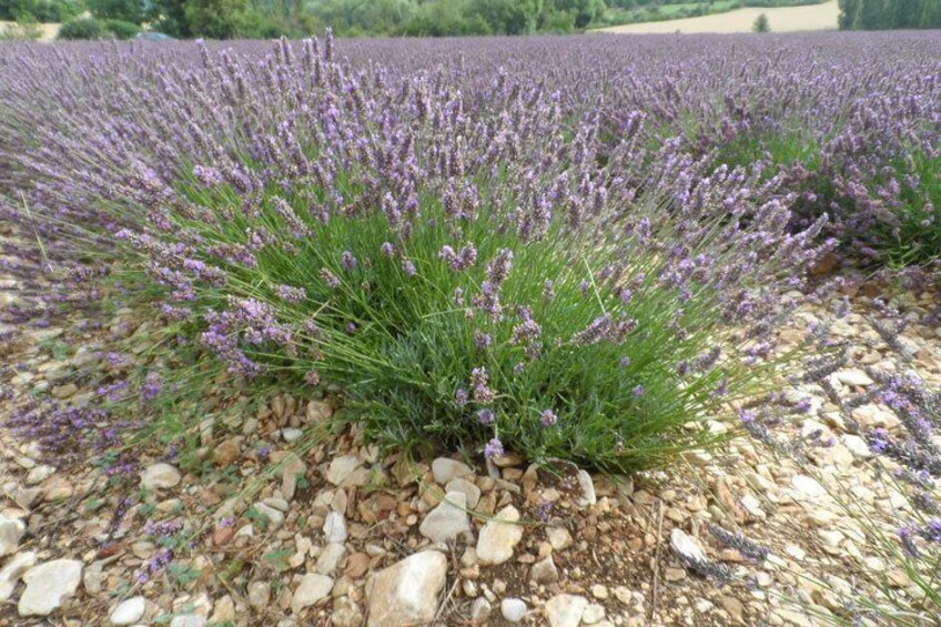 Lavender Tour Sault from Marseille 5