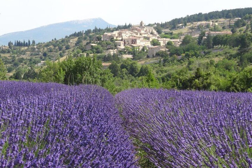 lavender 4
