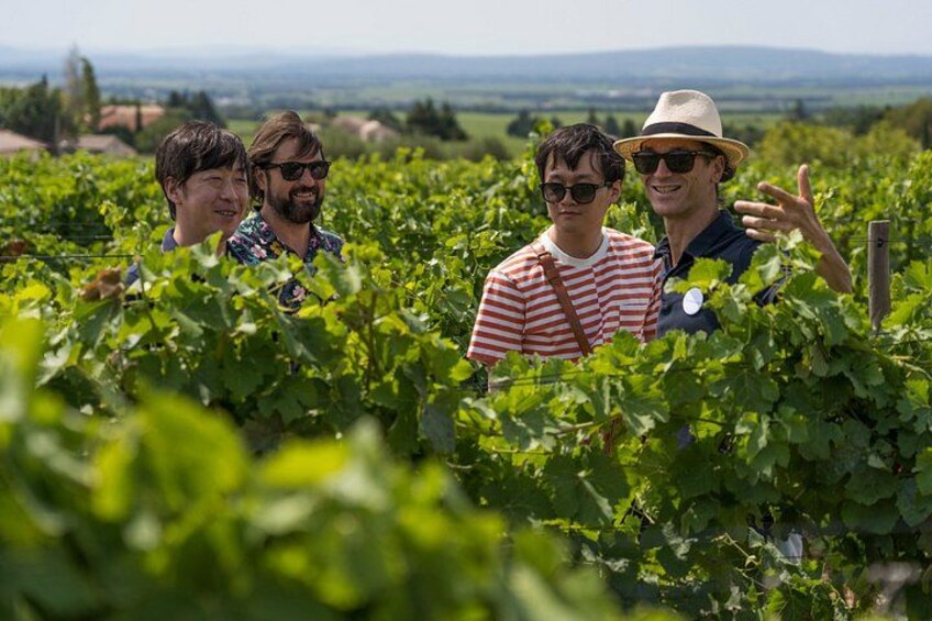 Morning Wine Tour to Chateauneuf du Pape from Avignon 1
