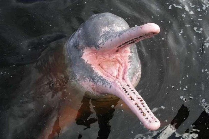 A large aquatic animal with a long snout and visible teeth, partially submerged in water. 1