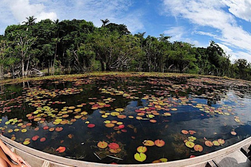 A pond with lily pads and a wooden dock. 2