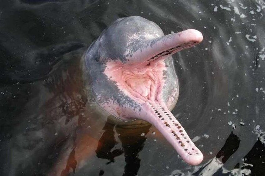 Un grand animal aquatique doté d’un museau proéminent et de dents visibles. 1