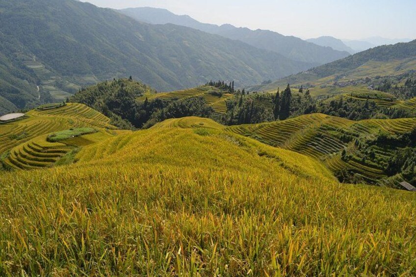 Yellow Rice Terraces 1