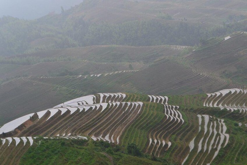 Rice Terraces in June 3