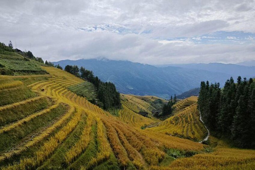 Longji Rice Terraces 4