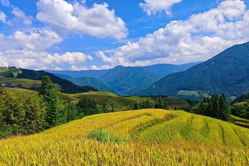 Un paysage de collines douces, un champ de cultures jaunes et des montagnes lointaines sous un ciel partiellement nuageux. 1