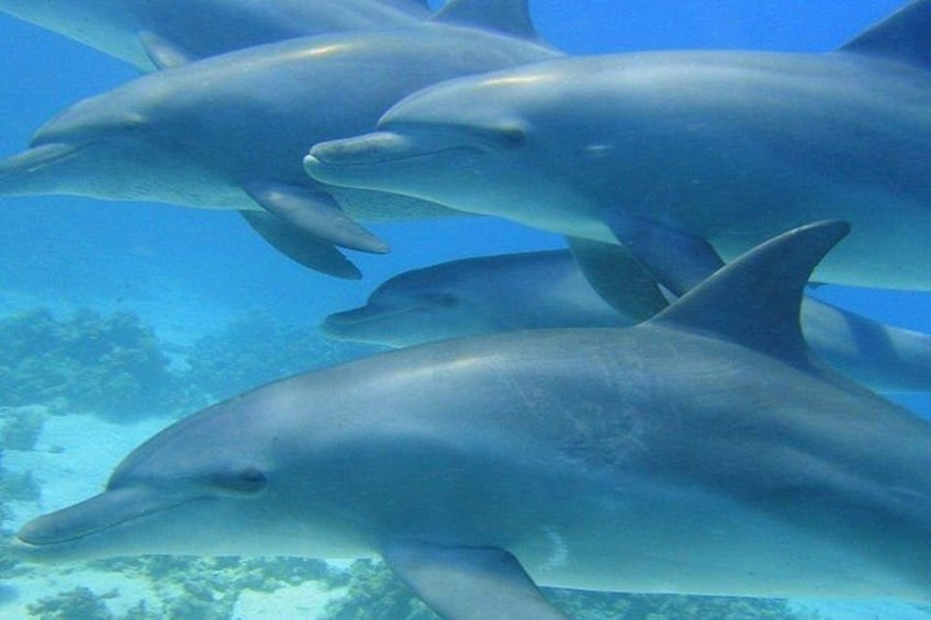 Un grupo de delfines nadando bajo el agua. 3