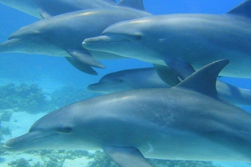 Dolphin house 4