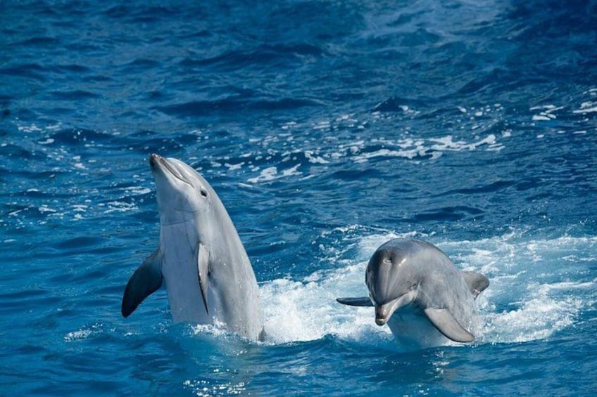 Dos delfines en el océano. 2