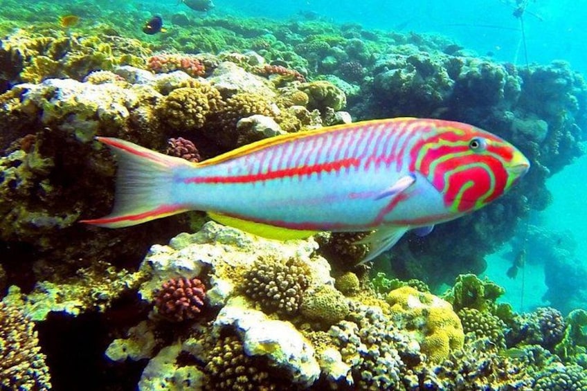 DAY SCUBA DIVING TOUR FROM SHARM EL 2