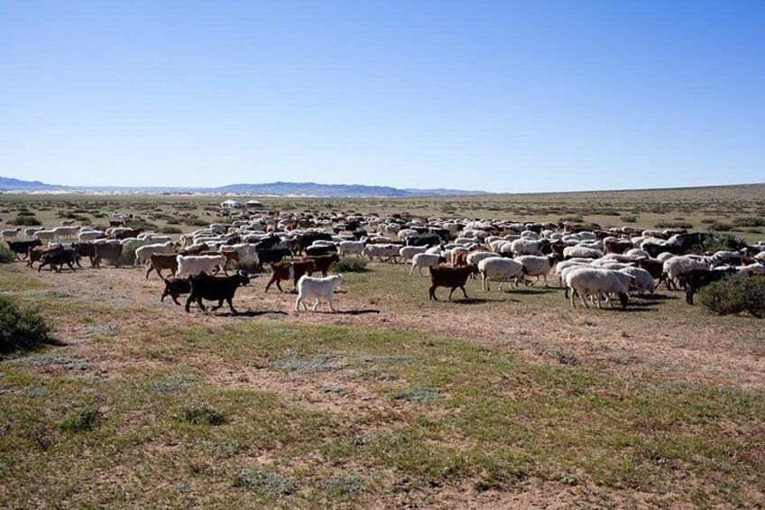 1 Day Coach Tour of Terelj National Park Including Lunch And Free Camel Ride 2