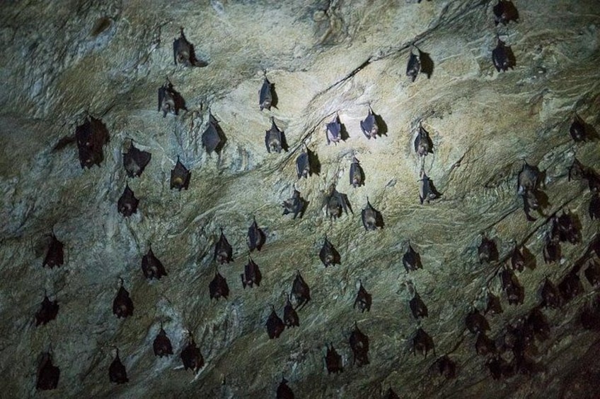Bats hanging from a cave wall. 4