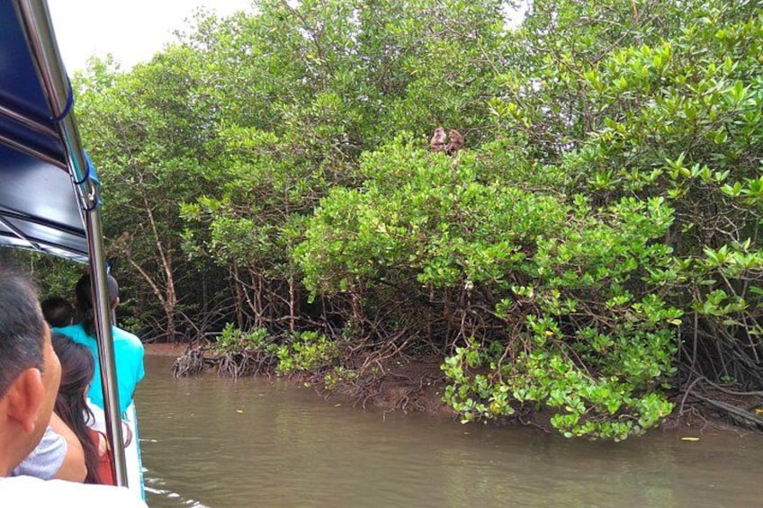 A boat surrounded by mangrove trees and water. 2