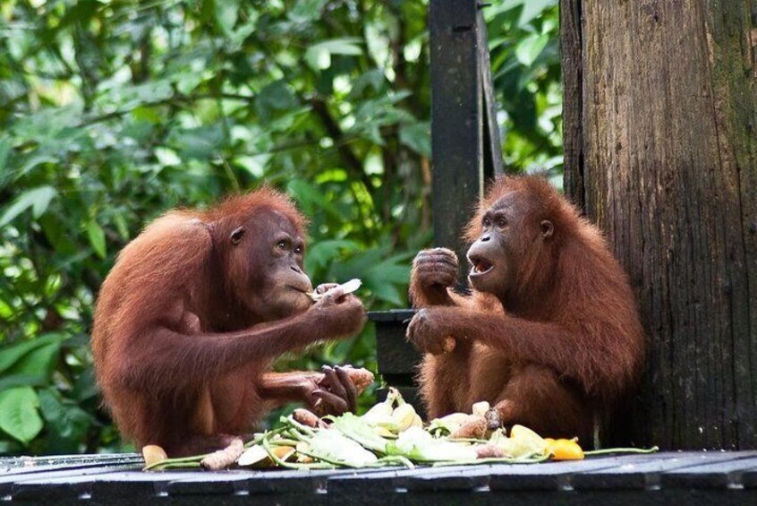 Pick up from your hotel or airport in Sandakan, drive to Sepilok Orang Utan Rehabilitation Centre 1