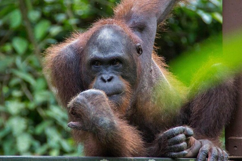 An orangutan with reddish-brown fur, holding its hand up to its face. 4