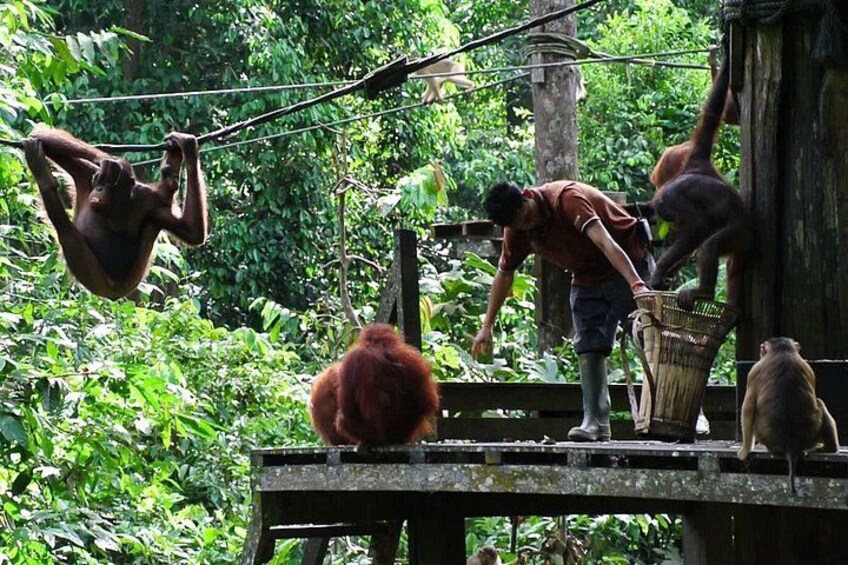 An orangutan on a wooden platform, a person interacting with the orangutan, and another orangutan hanging from a rope. 2