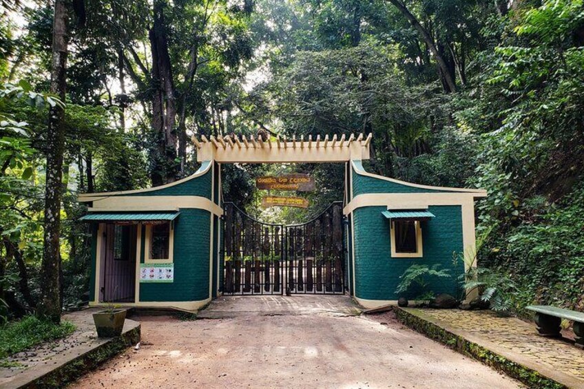 Visit to Udawatta Kele Forest, Kandy from Bentota 2