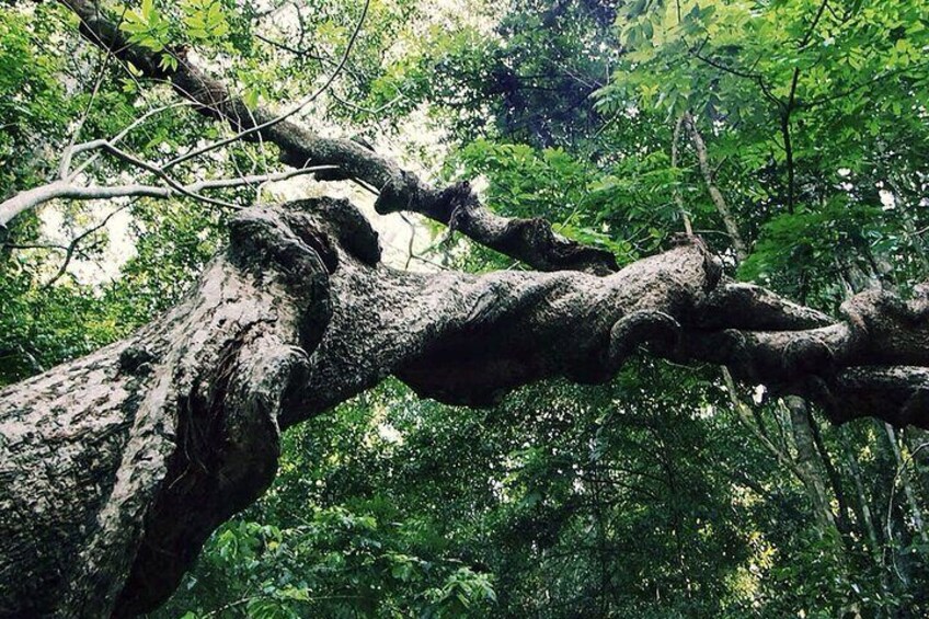 Visit to Udawatta Kele Forest, Kandy from Bentota 3