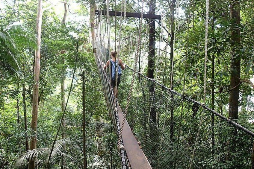 A person walking on a rope bridge in a forest. 3