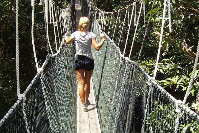 A person walking on a rope bridge surrounded by greenery. 5