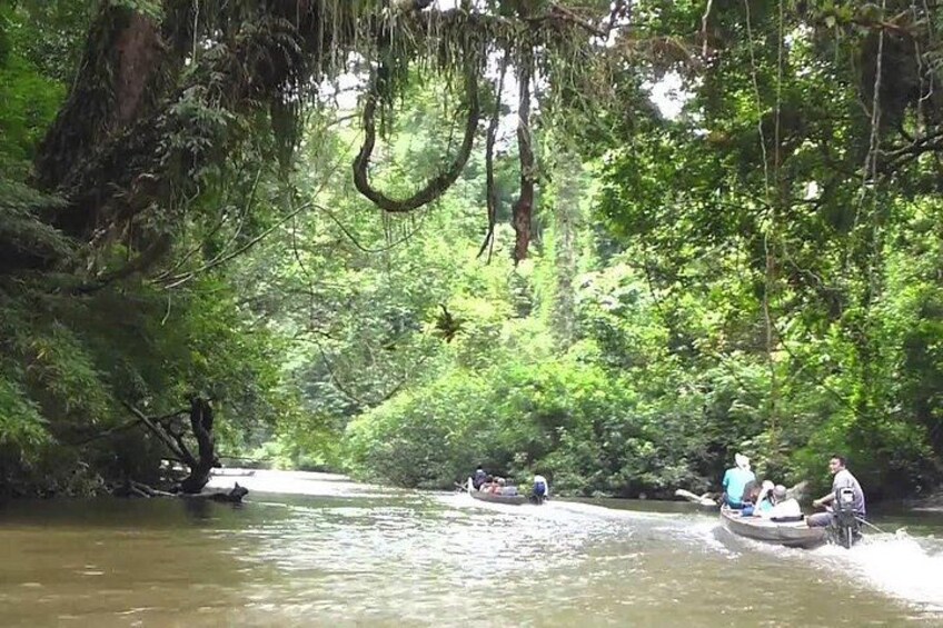 A river with boats, surrounded by dense green forest. 2