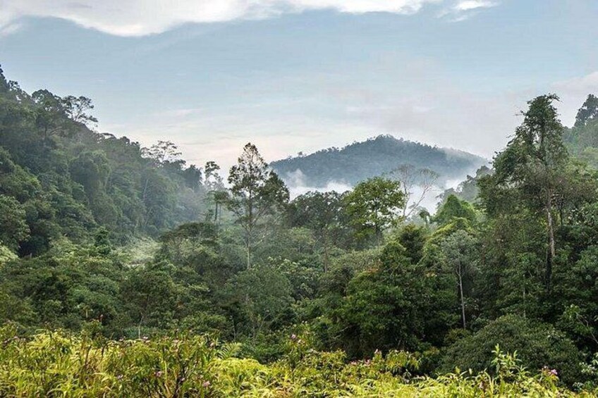 A dense forest with a mist-covered hill in the background. 4