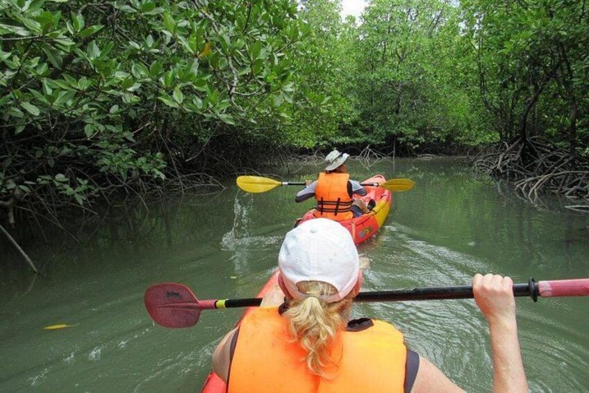 Two people kayaking through a mangrove forest. 5