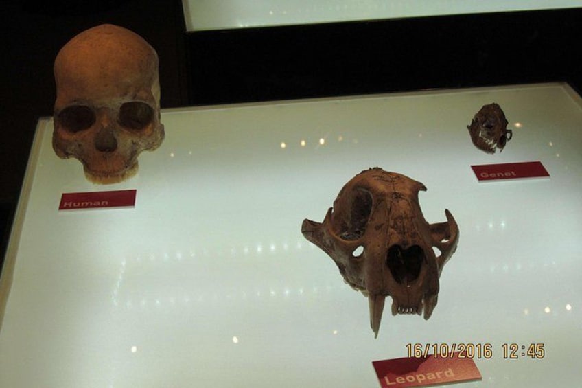 Cradle of Human Kind Tour and Lesedi Cultural Village Day Tour 1