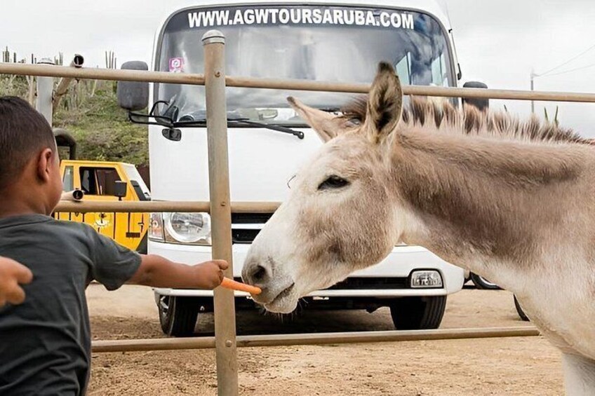Una persona alimenta a un burro frente a un vehículo blanco que tiene una dirección web en el parabrisas. 5