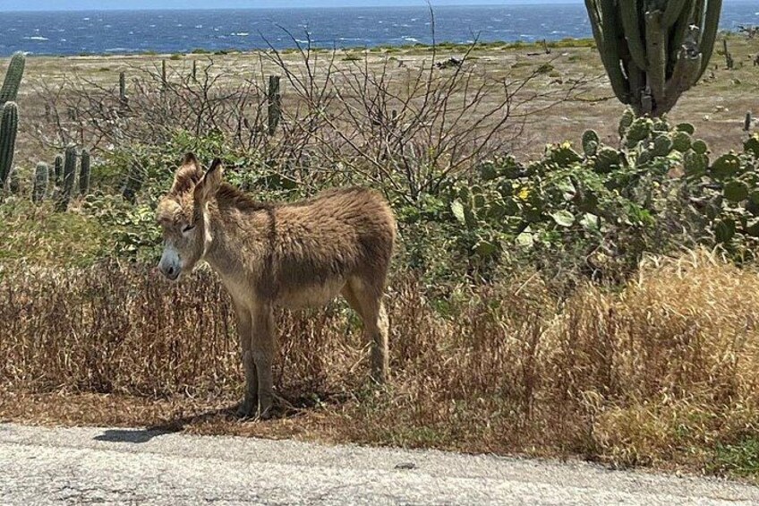 Aruba Jeep Tour: Natural Pool, Caves and Baby Beach Adventure 2