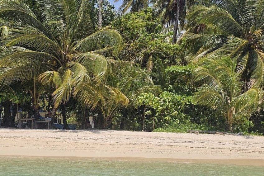 Una playa con palmeras y una orilla arenosa. 2