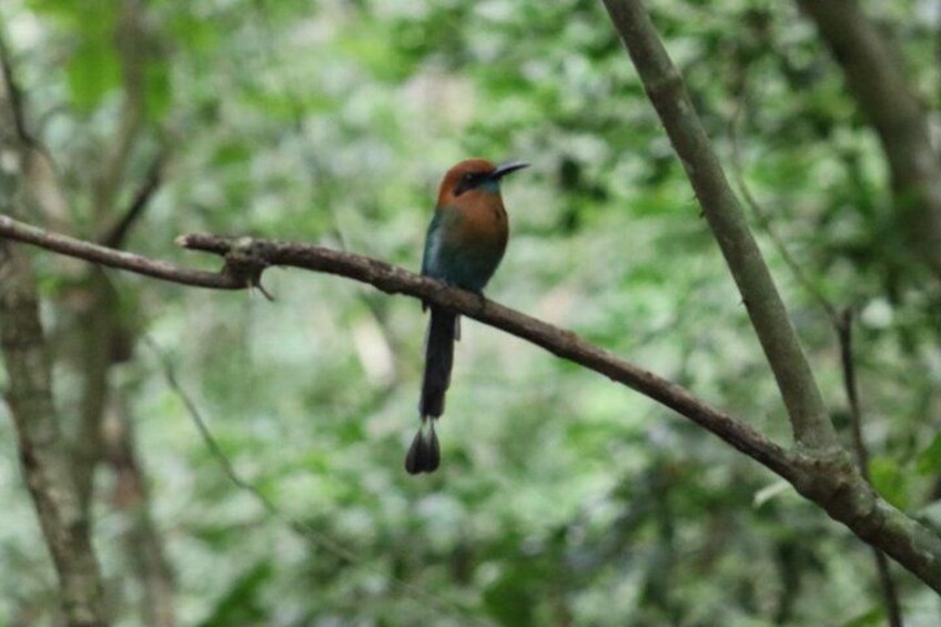 A bird perched on a branch in a forest. 2