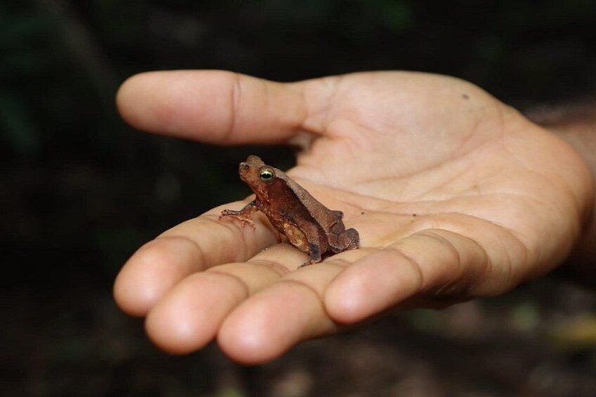 Brincador Frog 5
