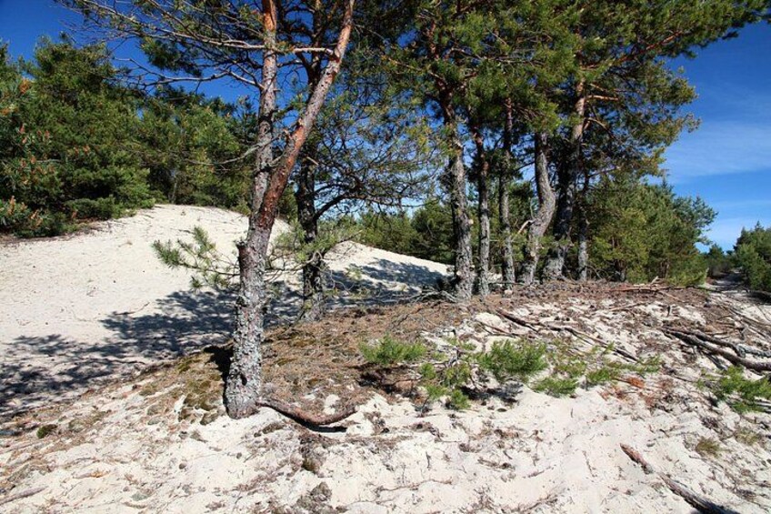 Curonian Spit 3