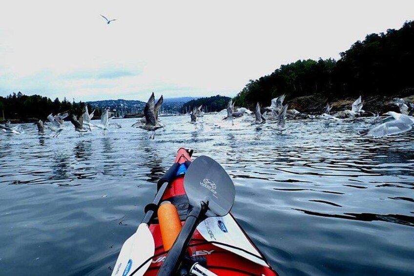 2- hour kayak trip on the Oslo Fjord 3