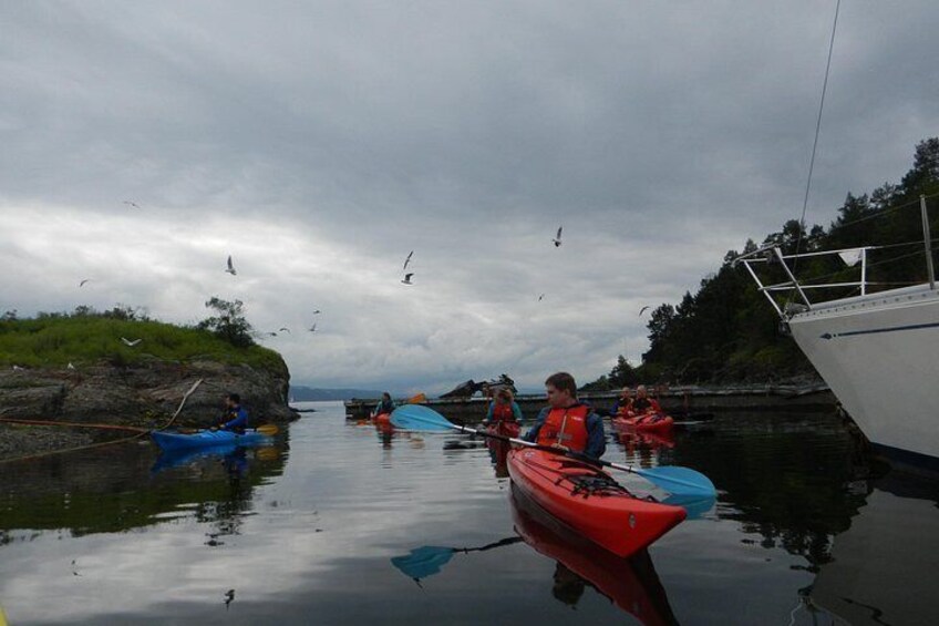 2- hour kayak trip on the Oslo Fjord 3